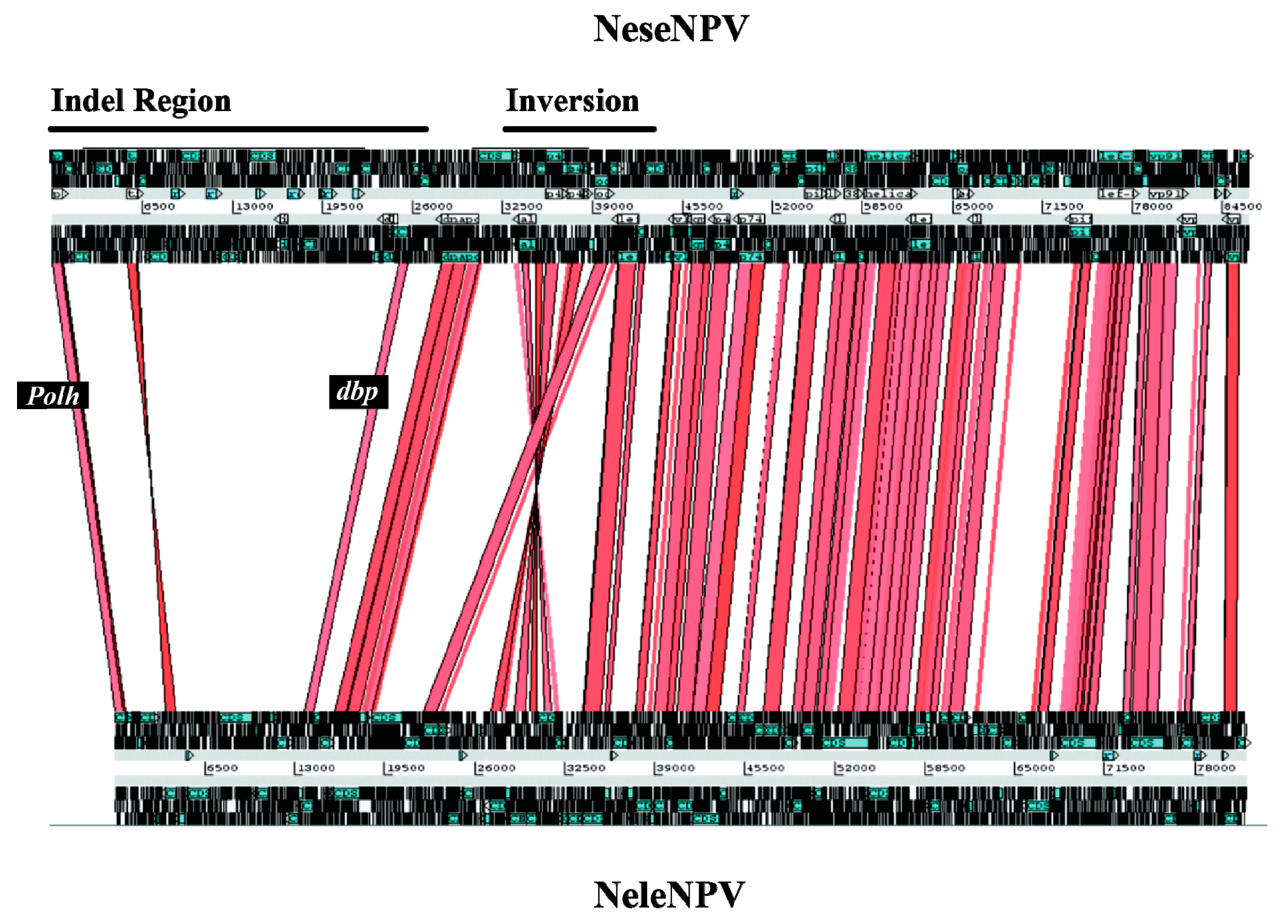 Viruses 03 02214 g001