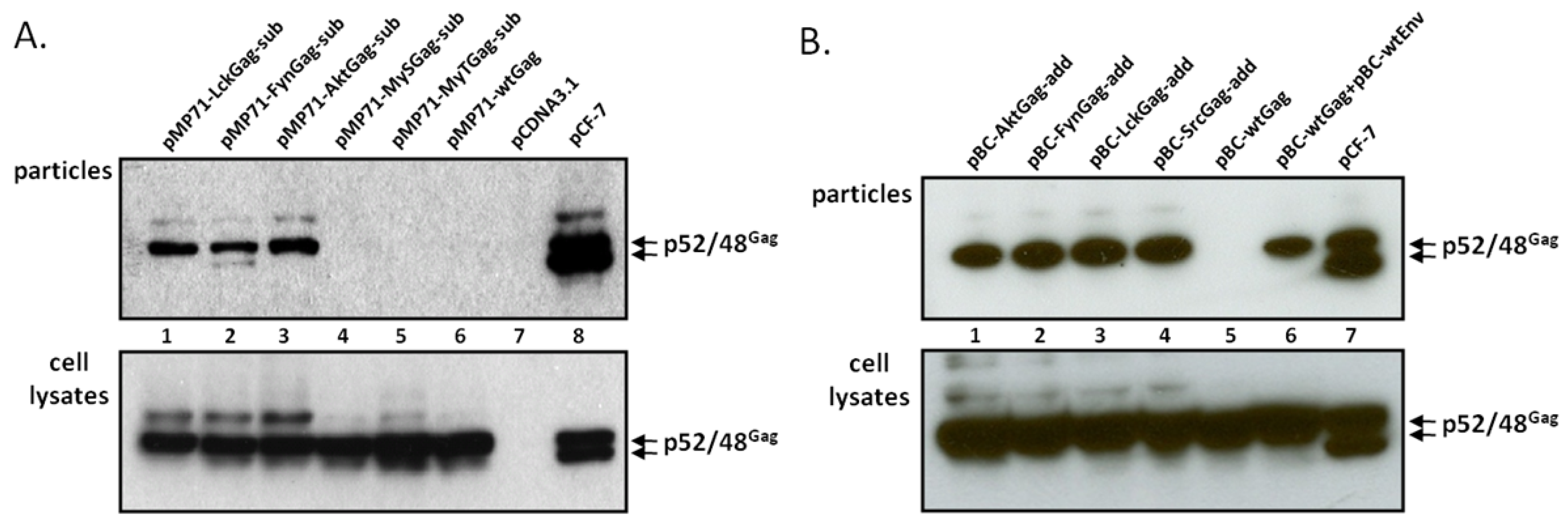 Viruses 03 02223 g002