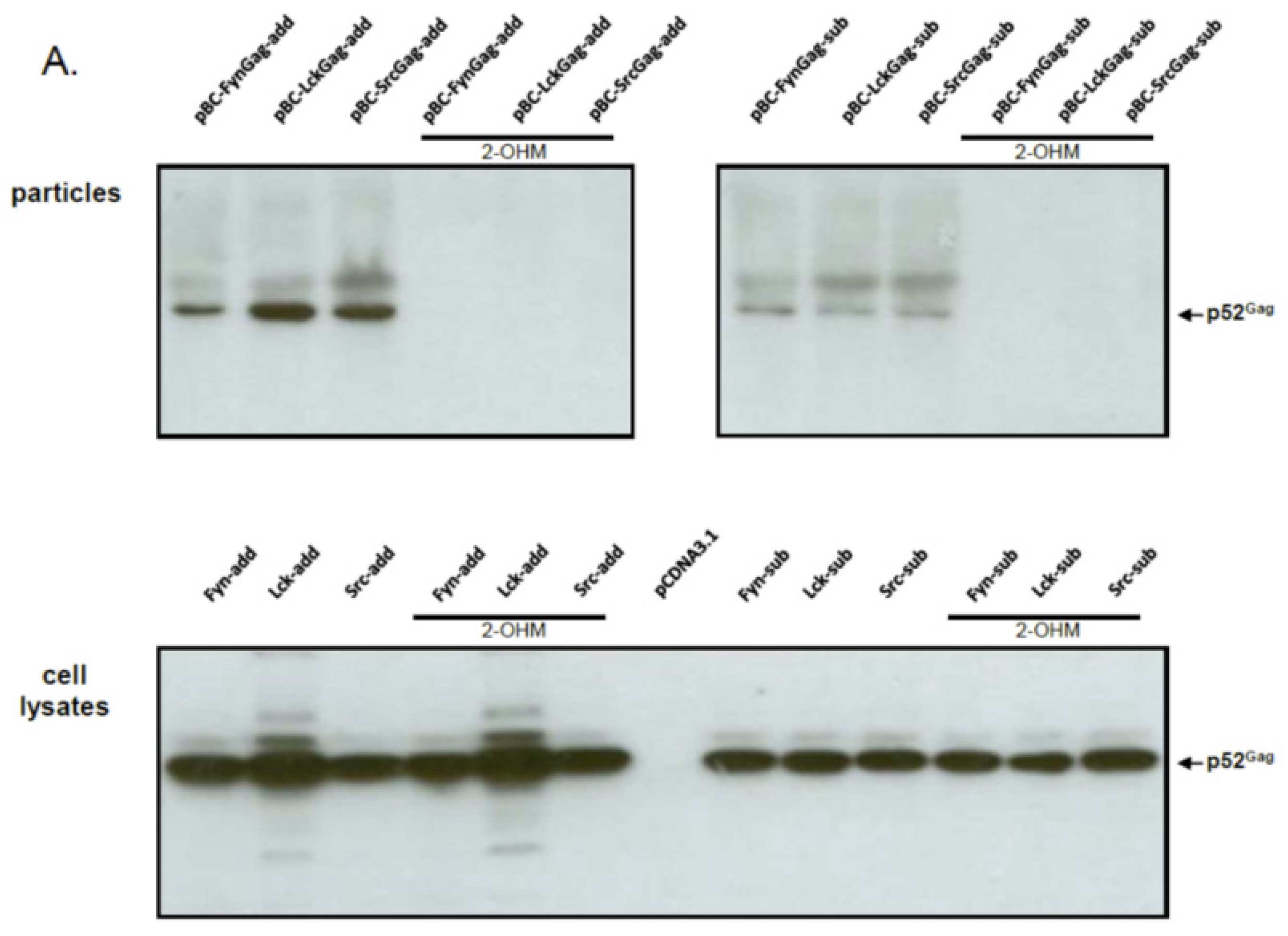 Viruses 03 02223 g003a