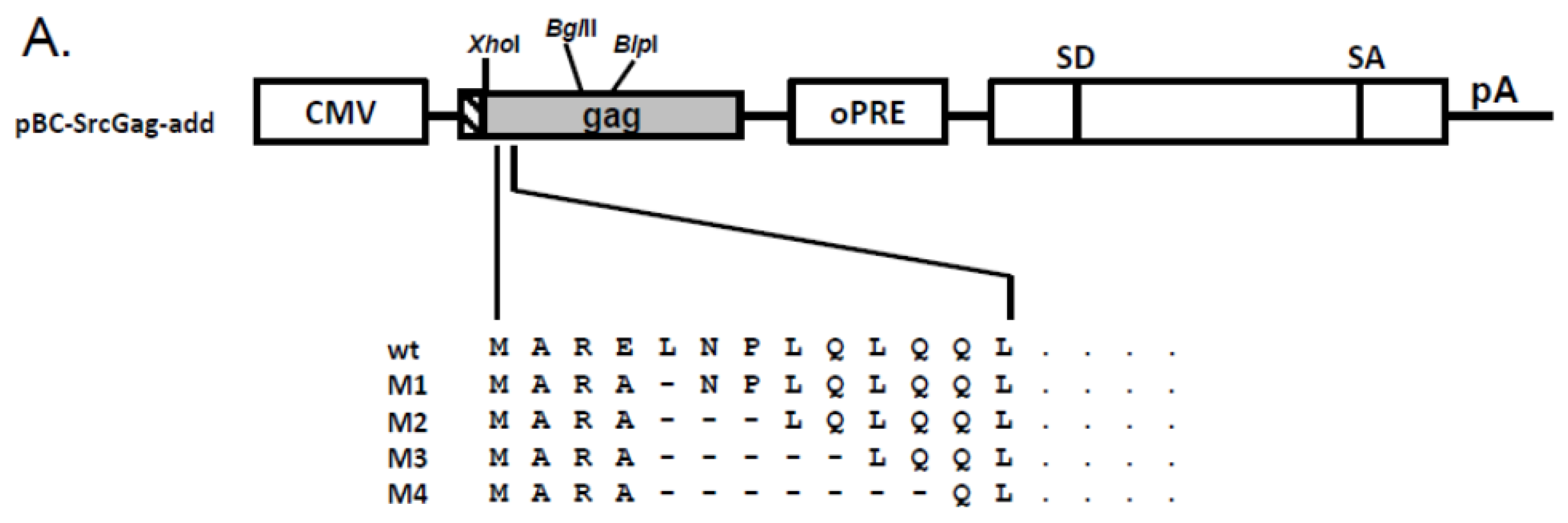 Viruses 03 02223 g004a
