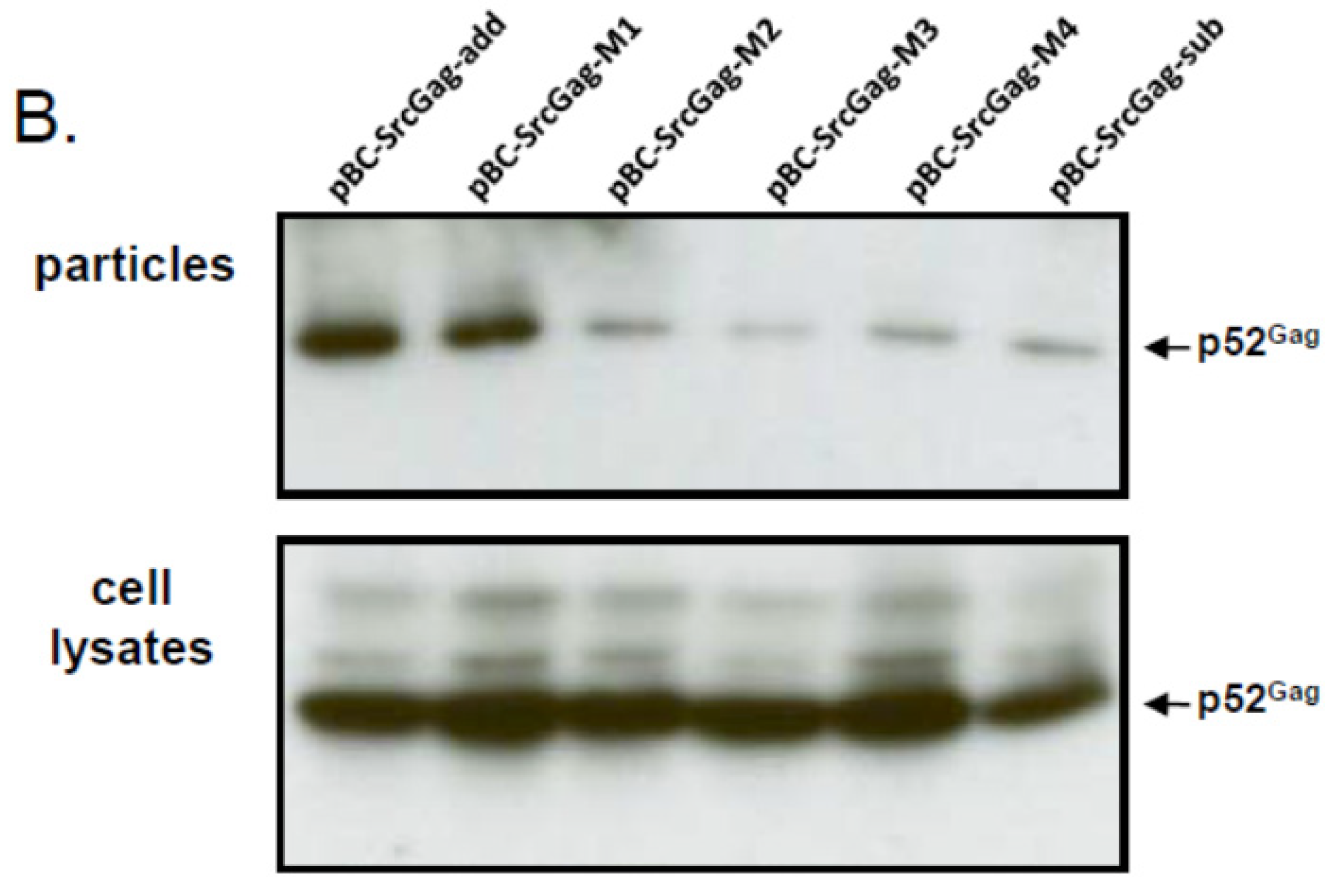 Viruses 03 02223 g004b