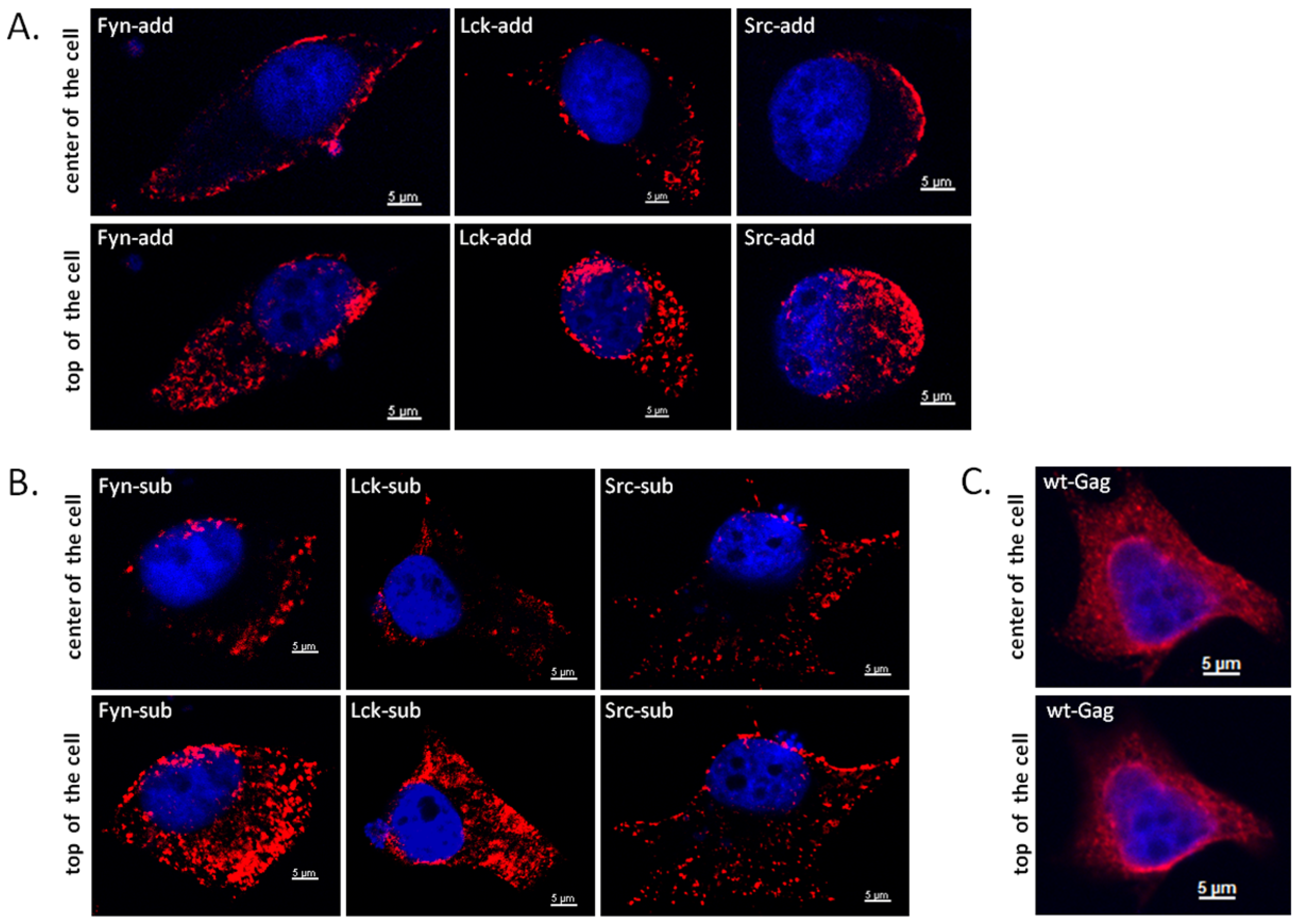 Viruses 03 02223 g005