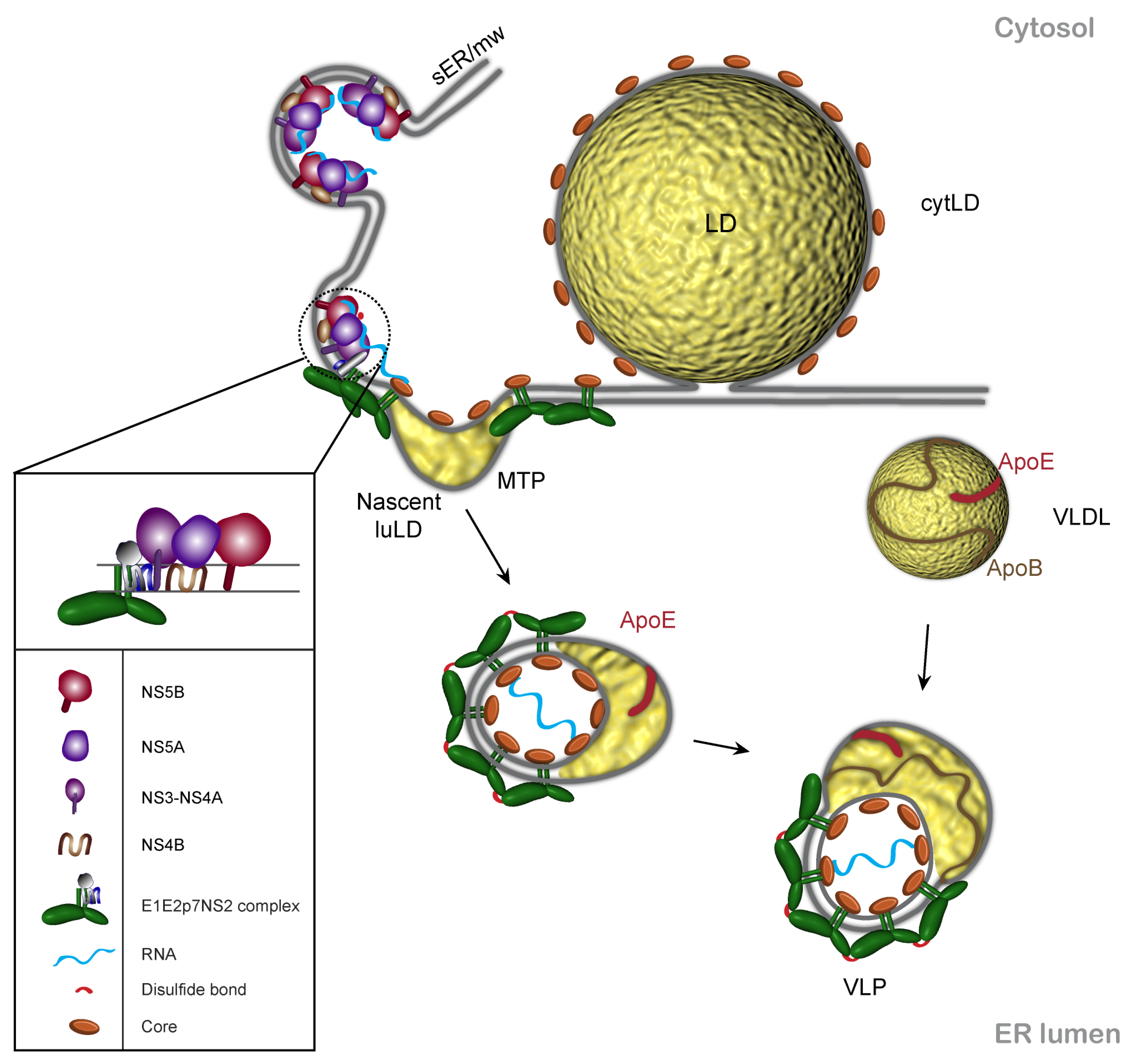 Viruses 03 02238 g002