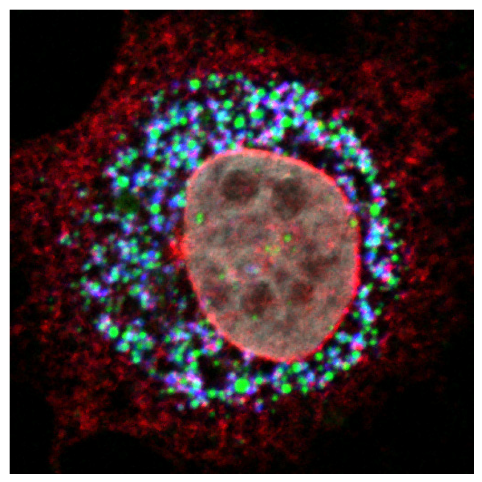 Viruses 03 02238 g003