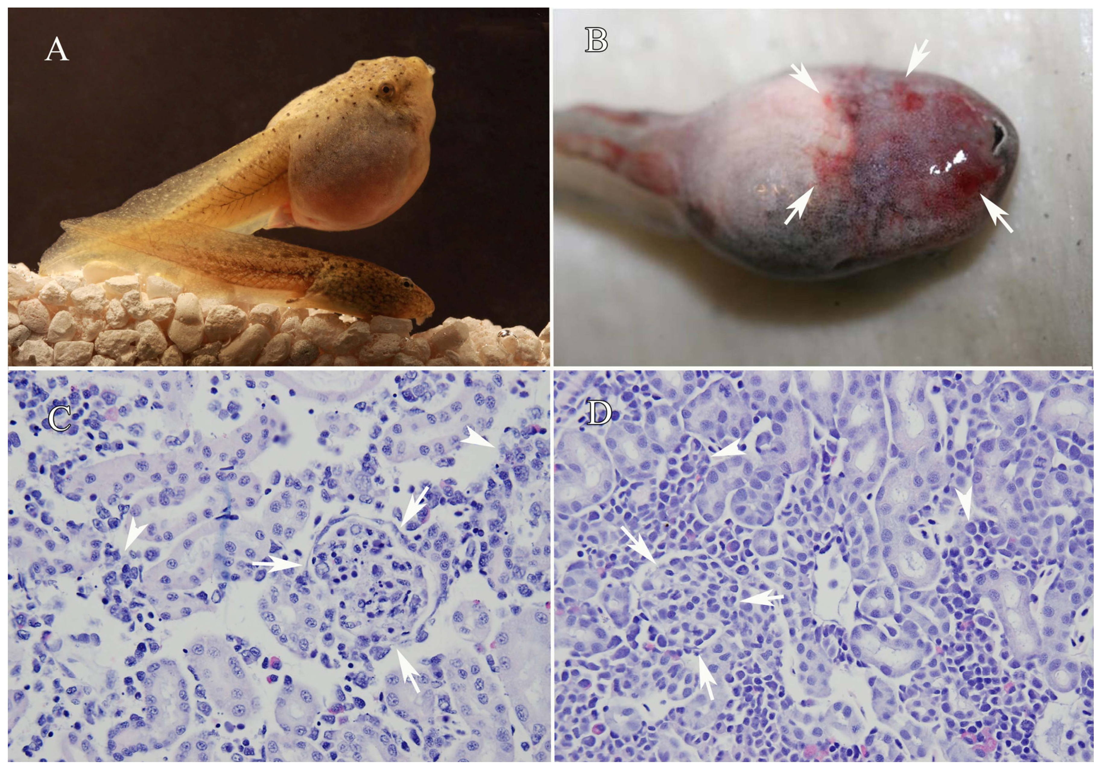 Viruses 03 02351 g001