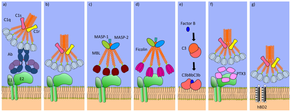 Viruses 04 00001 g002