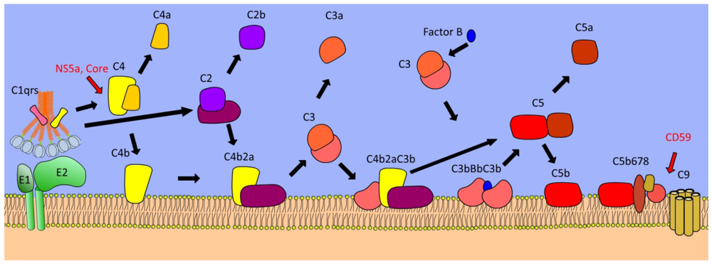 Viruses 04 00001 g003