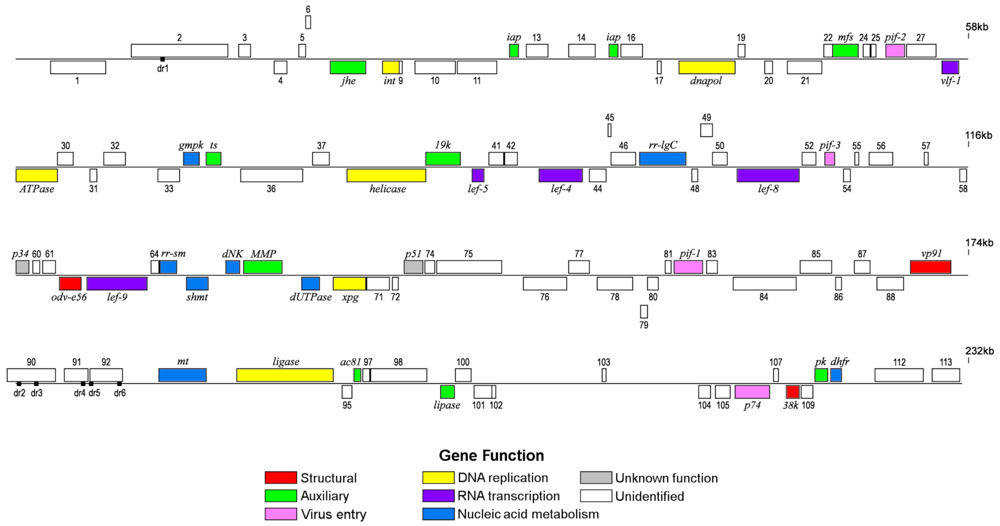 Viruses 04 00028 g001