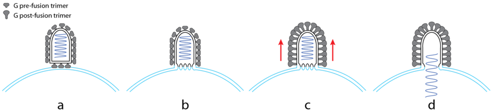 Viruses 04 00117 g003