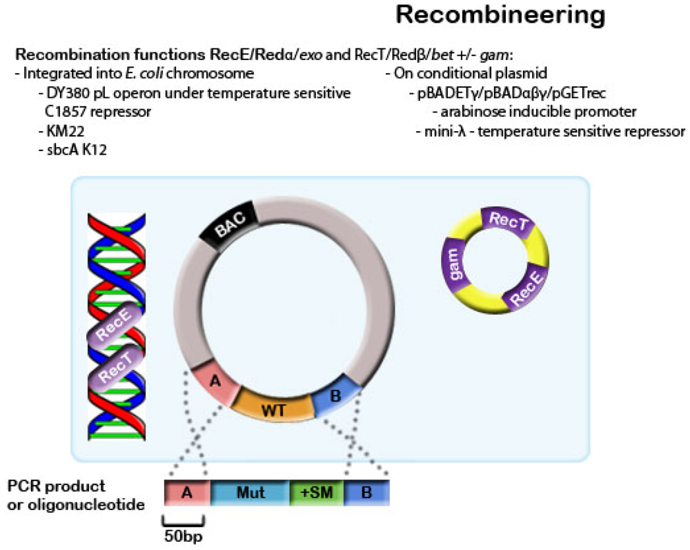 Viruses 04 00211 g002