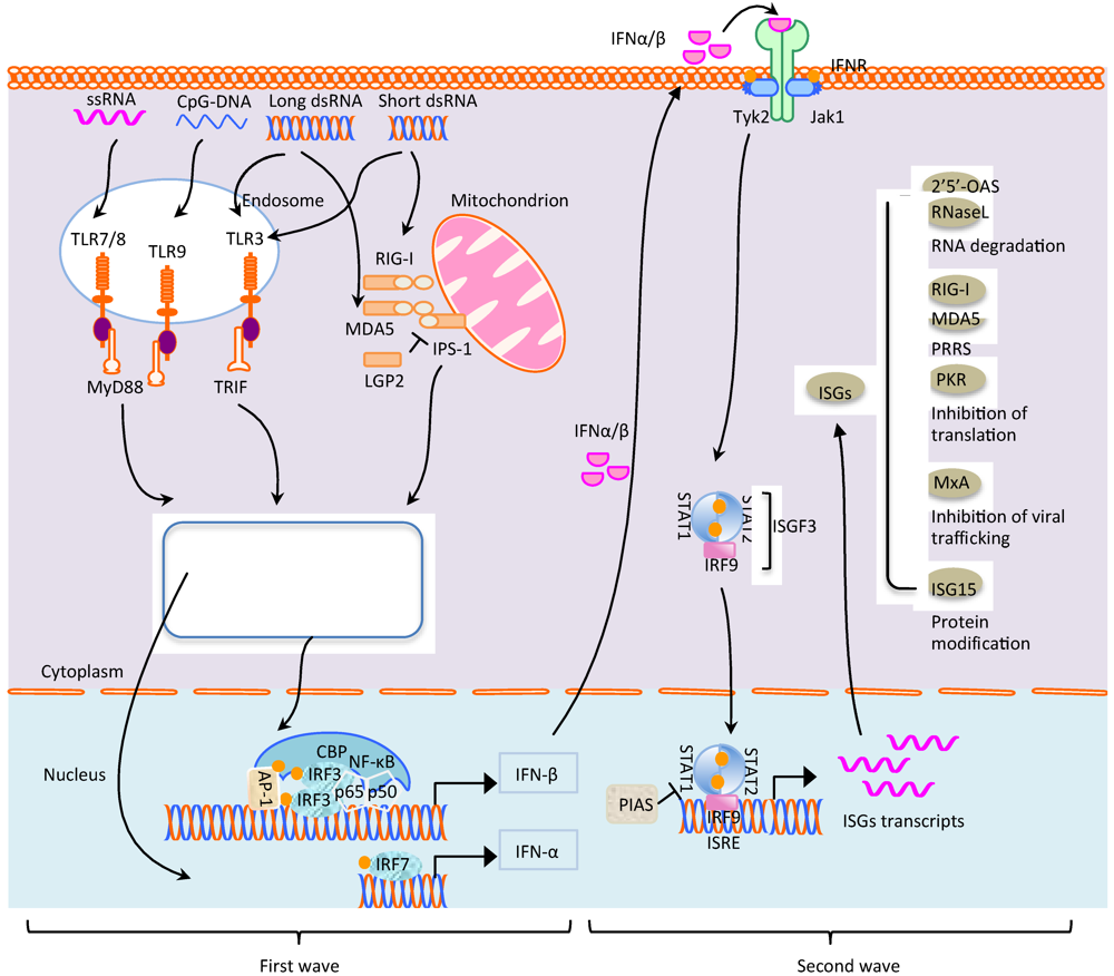 Viruses 04 00424 g001 1024