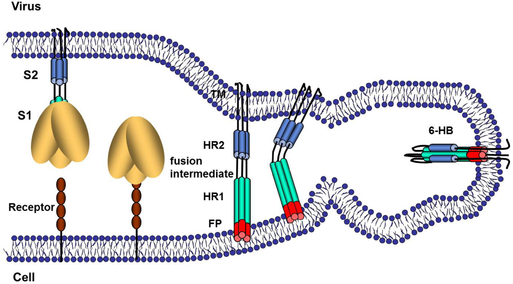 Viruses | Special Issue : Virus-Induced Membrane Fusion