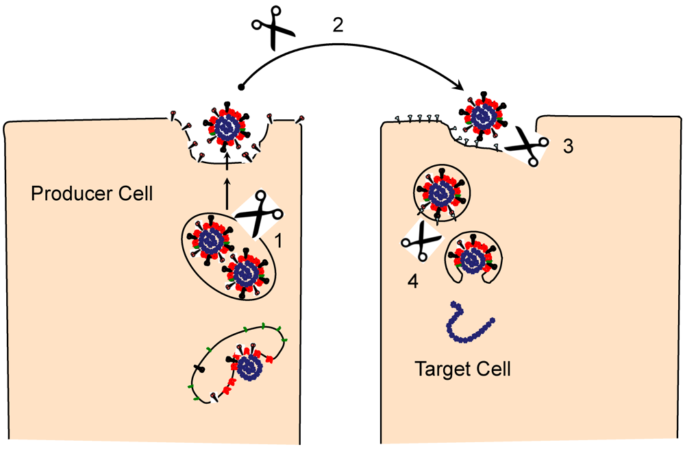 Viruses 04 00557 g003