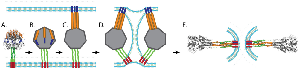 Viruses 04 00613 g003