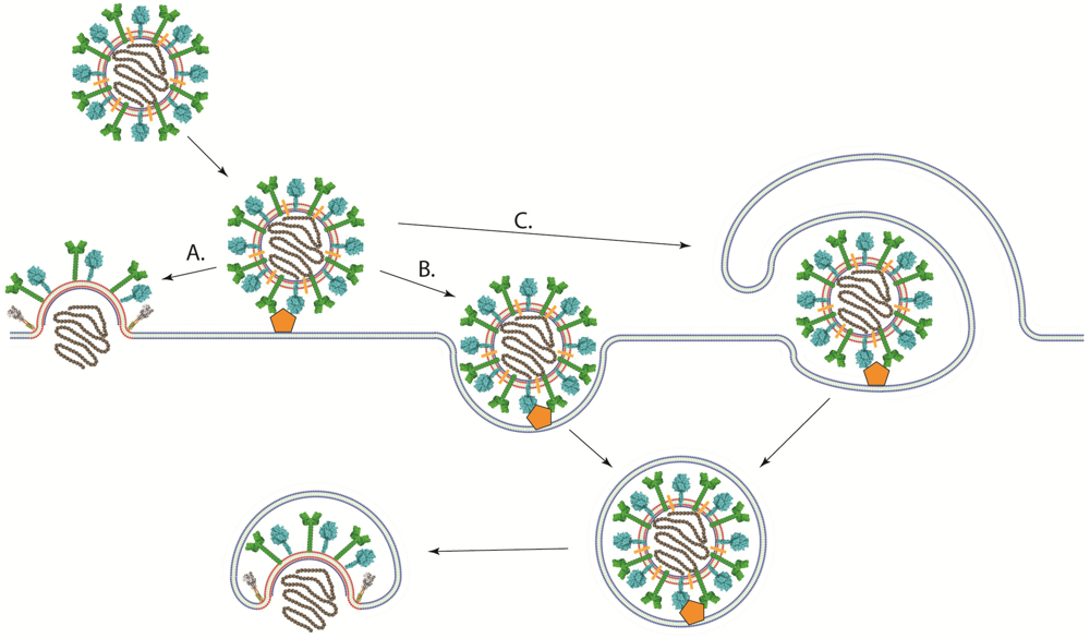 Viruses 04 00613 g004