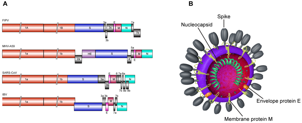 is coronavirus an rna virus