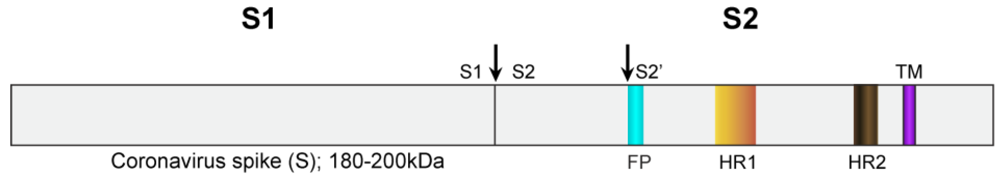 Viruses 04 01011 g002