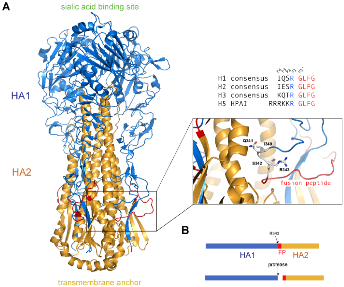 Viruses 04 01144 g002