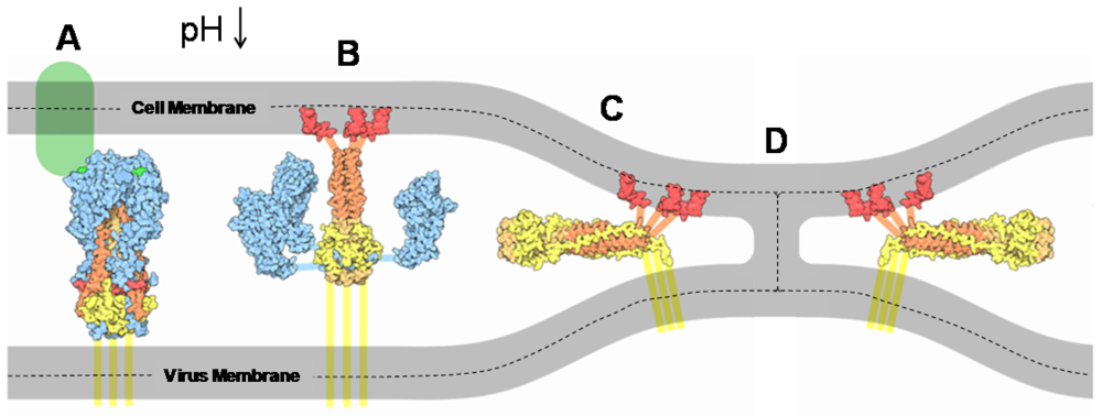 Viruses 04 01144 g003