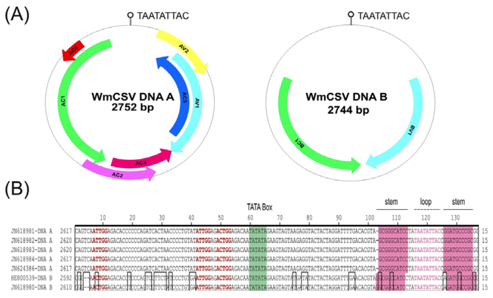 Viruses 04 01169 g001 1024