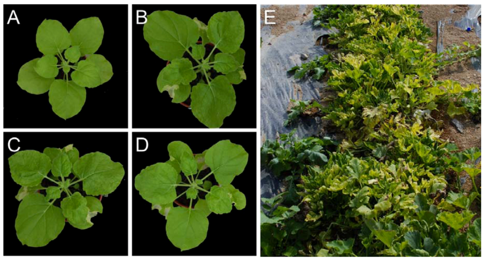 Viruses 04 01169 g004 1024