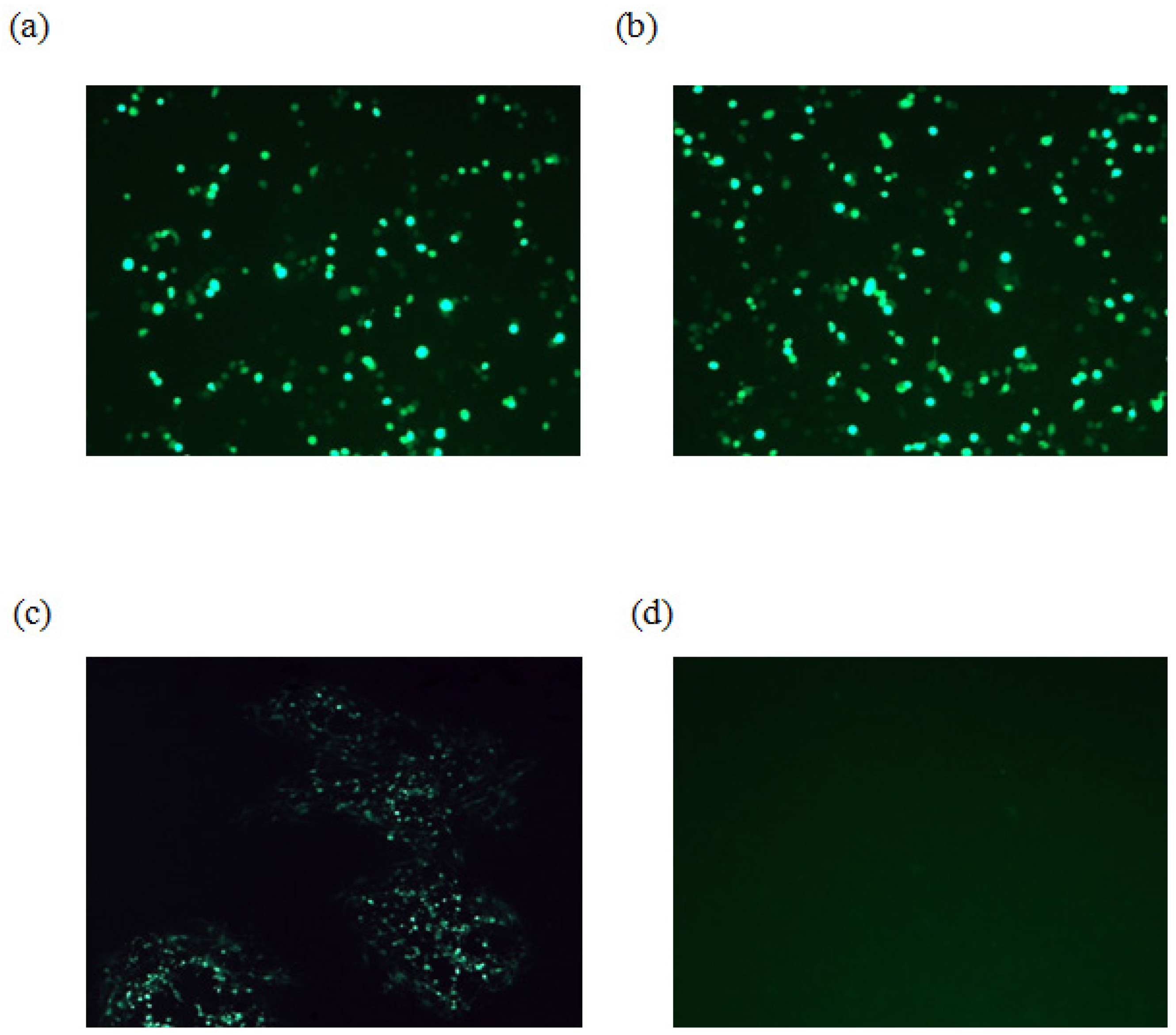 Viruses 04 01258 g002 1024