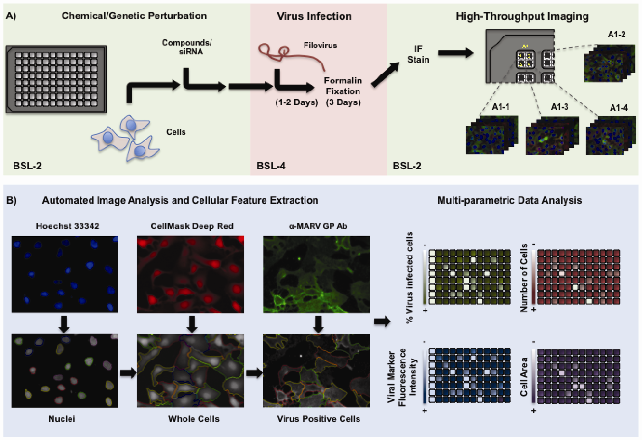 Viruses 04 01354 g001