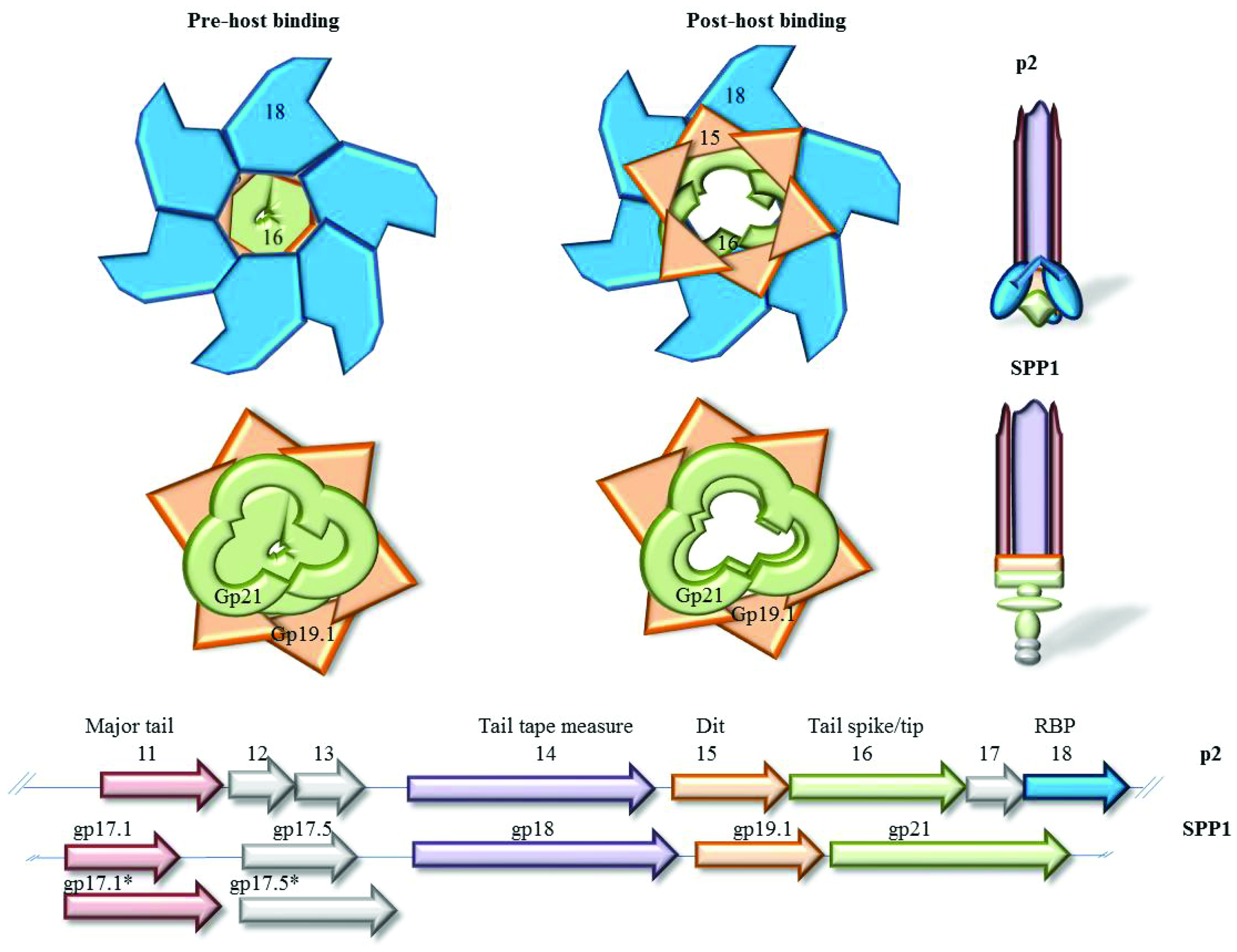 Viruses 04 01410 g001 1024