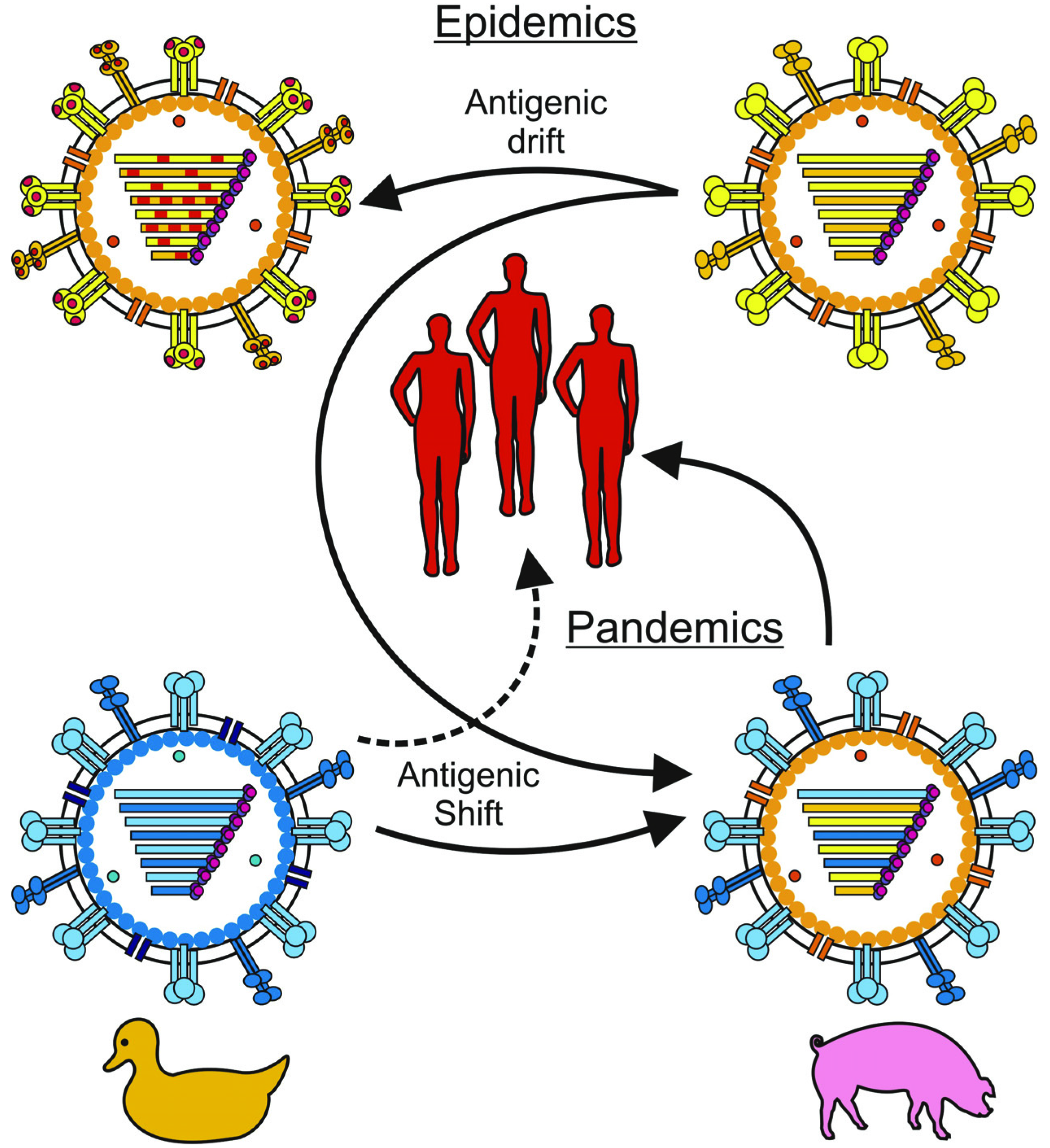 Viruses Free FullText Evasion of Influenza A Viruses from Innate