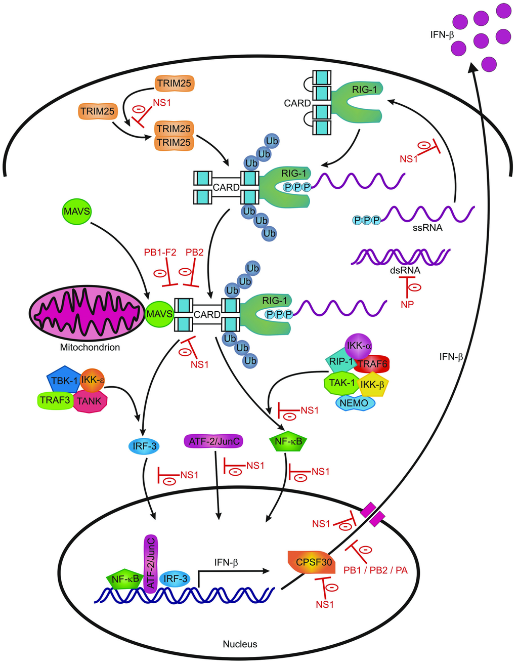 Viruses, Free Full-Text