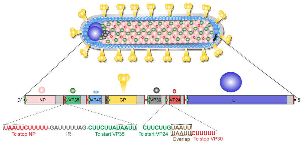 Marburg Virus R Number