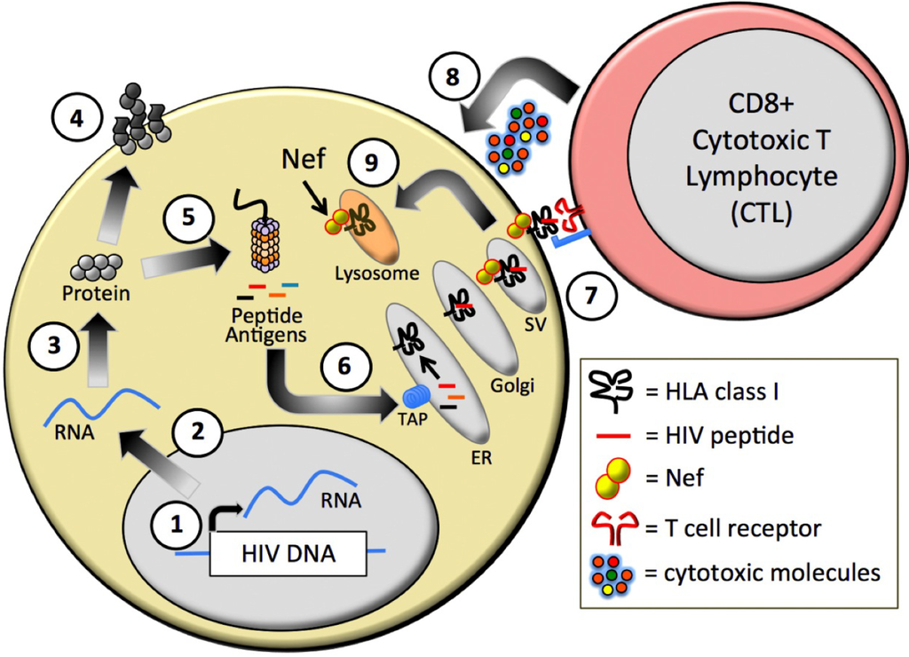 Viruses Free Full Text Brockman M A Et Al Human Leukocyte Antigen Hla Class I Down Regulation By Human Immunodeficiency Virus Type 1 Negative Factor Hiv 1 Nef What Might We Learn From Natural