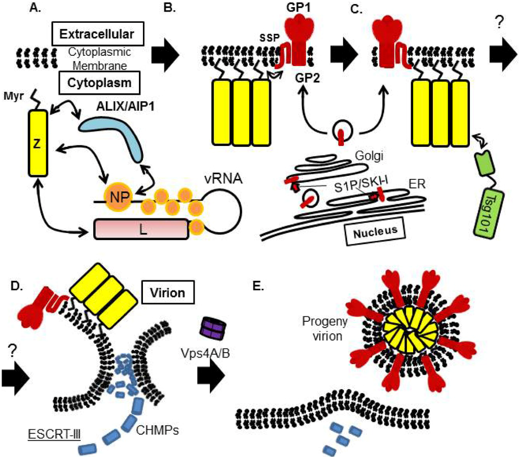 Viruses | Free Full-Text | Molecular Mechanism of Arenavirus Assembly and Budding