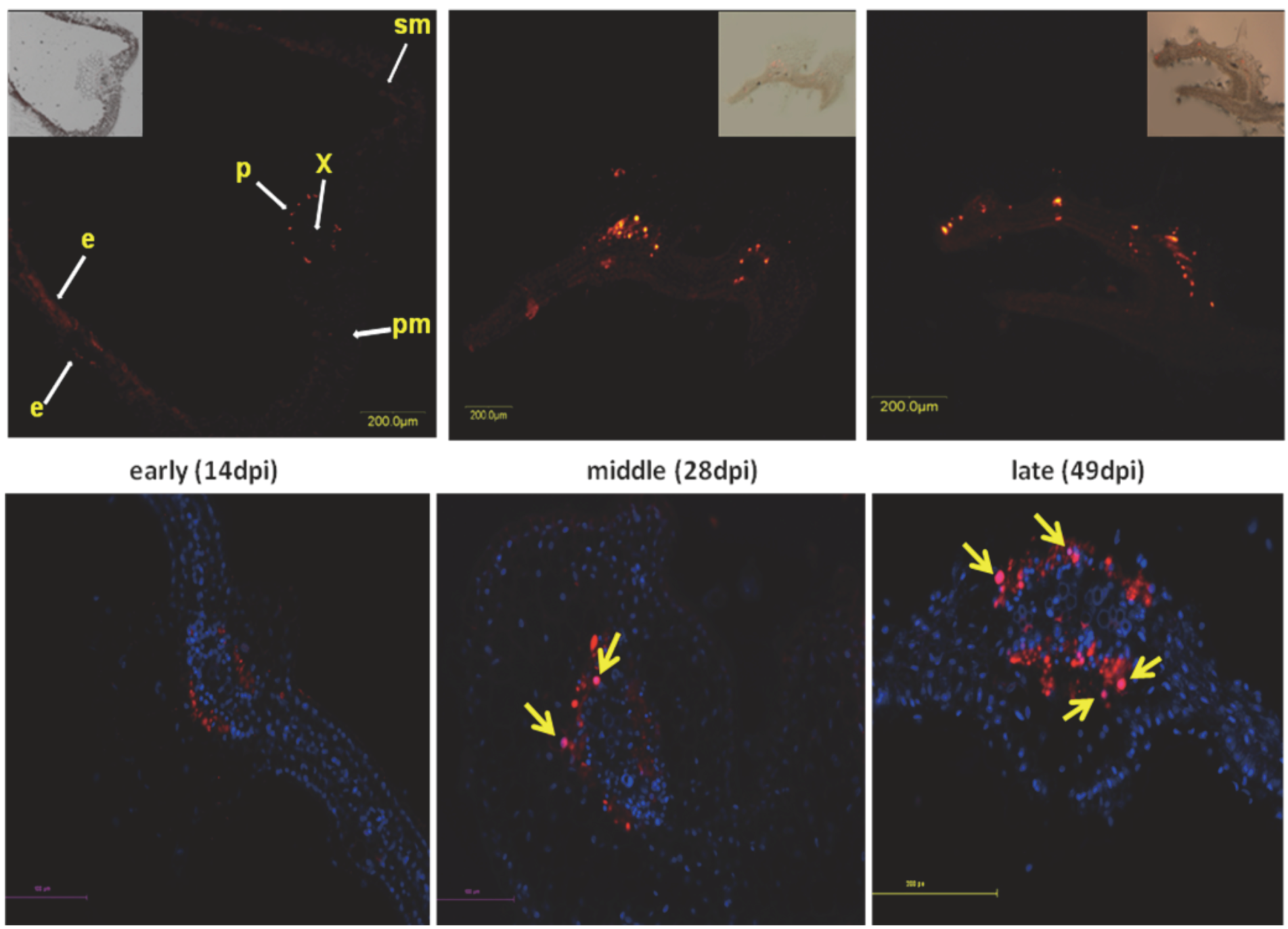 Viruses 04 02218 g002
