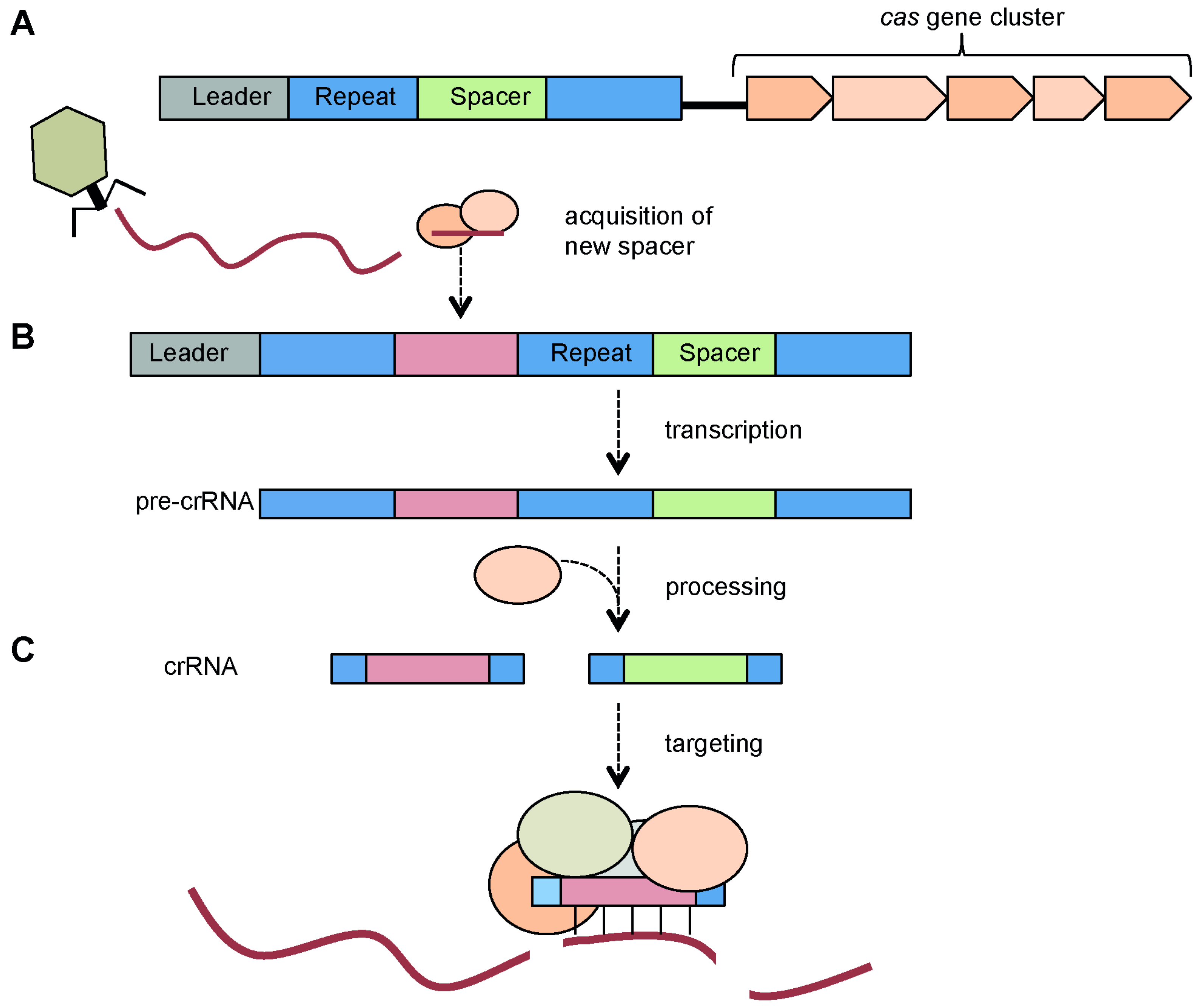 Viruses | Free Full-Text | Function and Regulation of Clustered ...