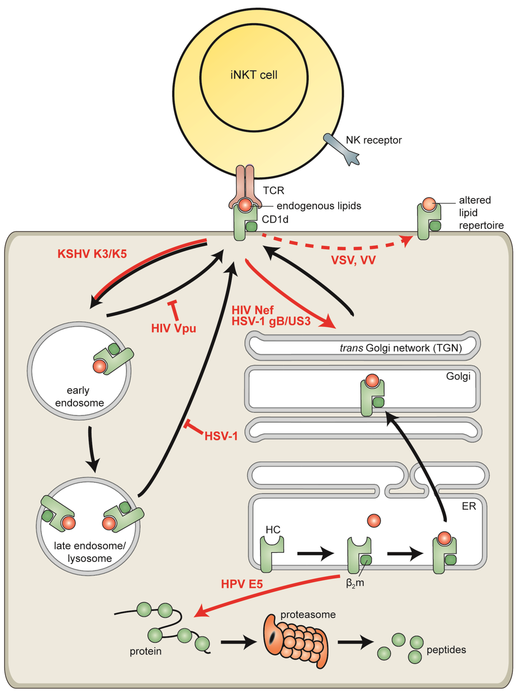 Viruses Special Issue Immune Evasion