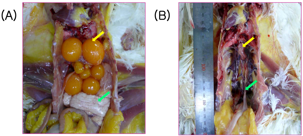Viruses 04 02670 g003 1024