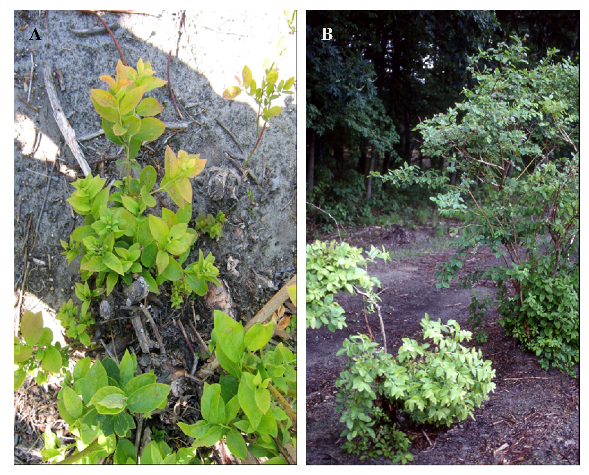 Viruses 04 02831 g001 1024