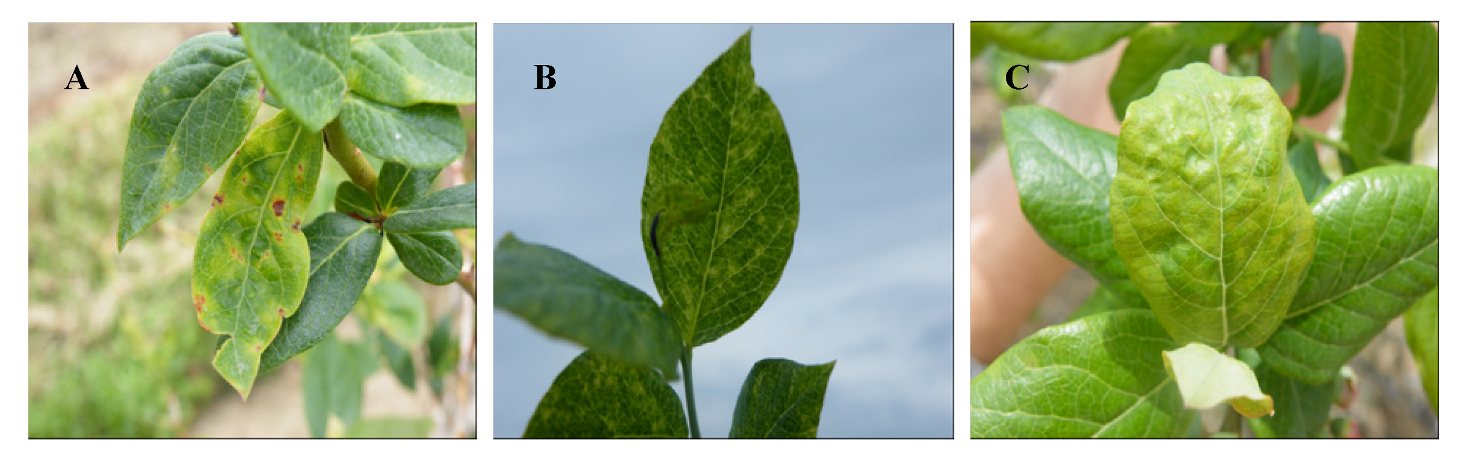 Viruses 04 02831 g002 1024