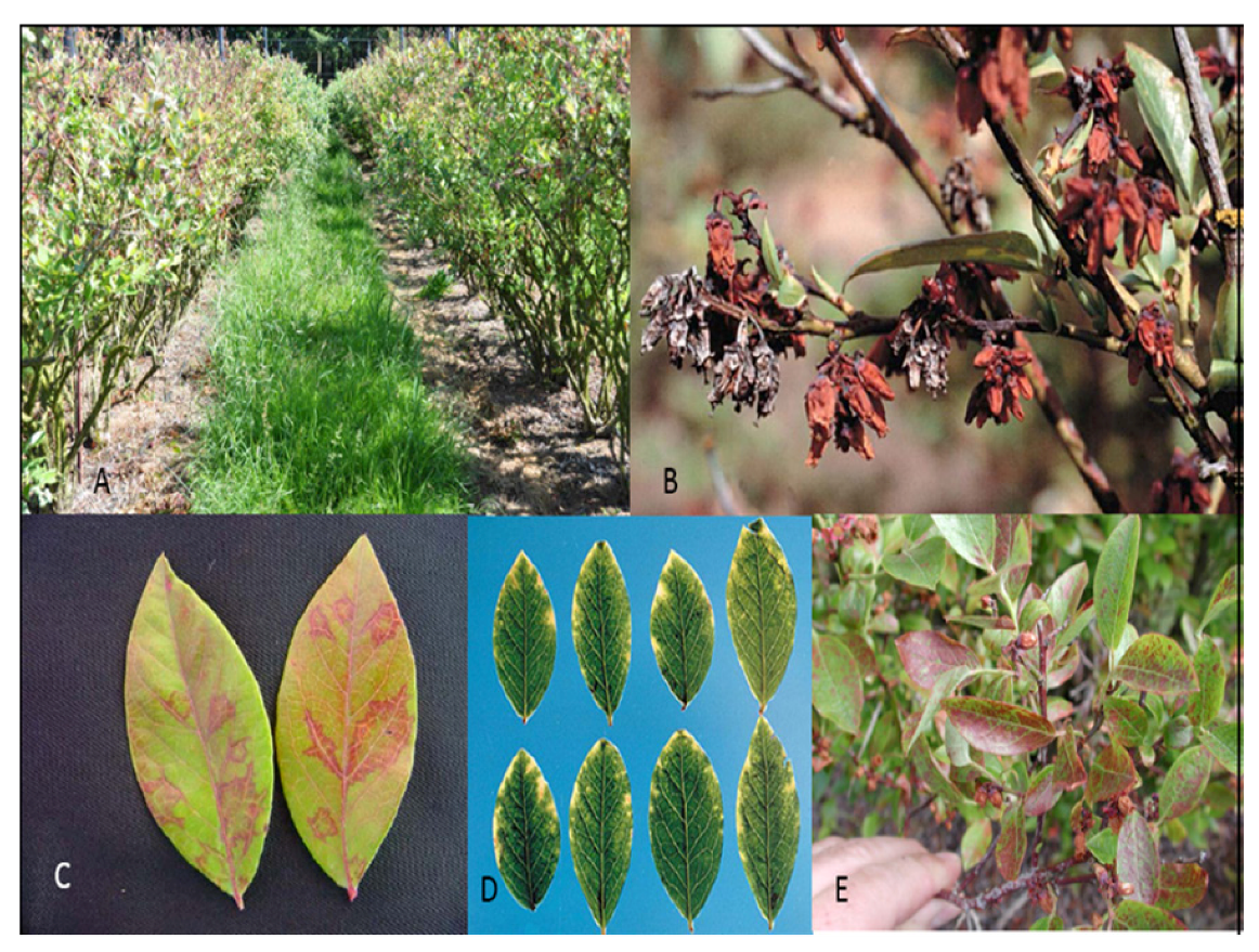 Viruses 04 02831 g004 1024