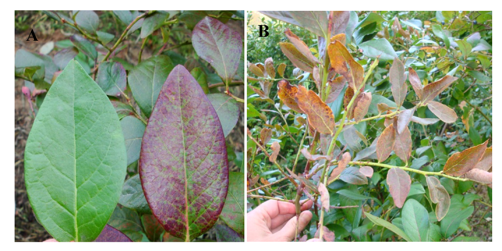 Viruses 04 02831 g009 1024