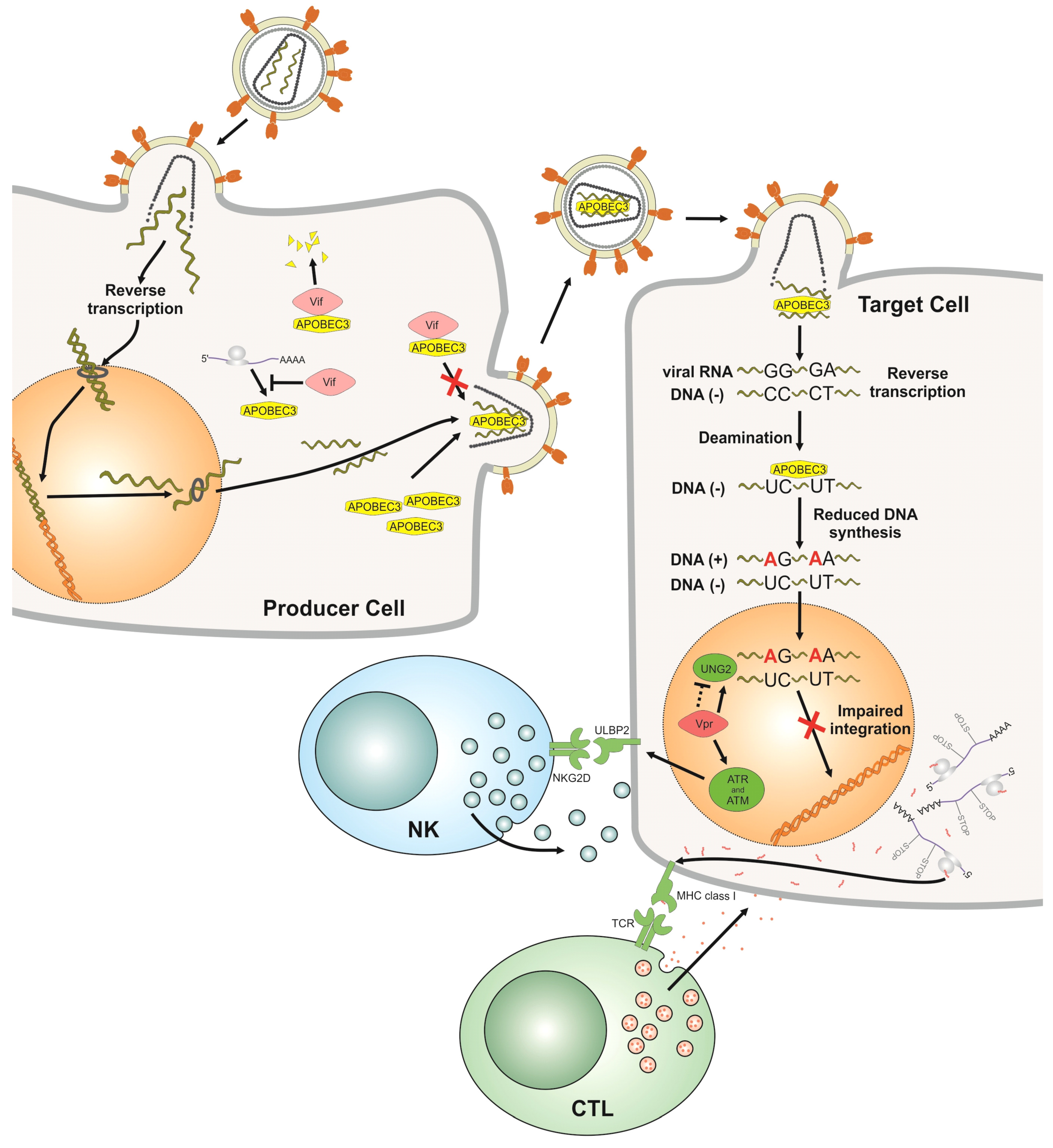 Viruses 04 03132 g001