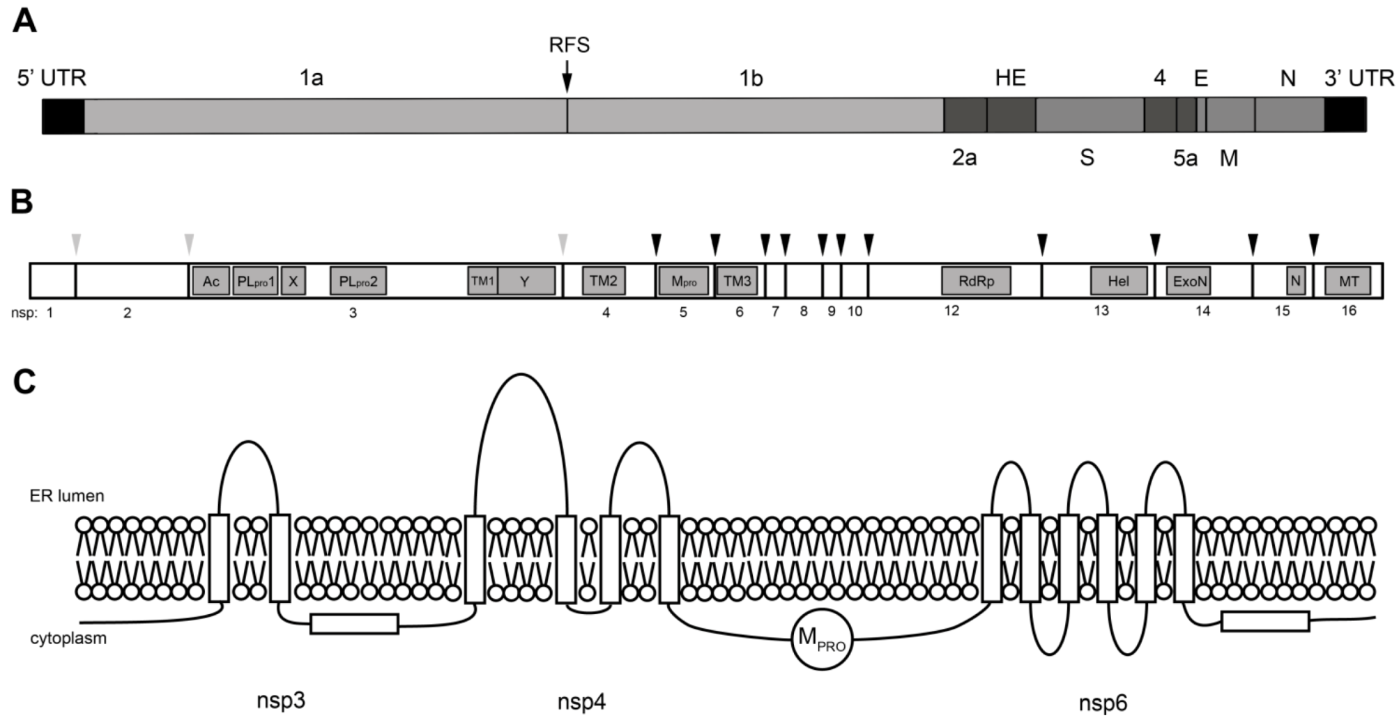 Viruses | Free Full-Text | Biogenesis and Dynamics of the Viruses | Free Full-Text | Biogenesis and Dynamics of the