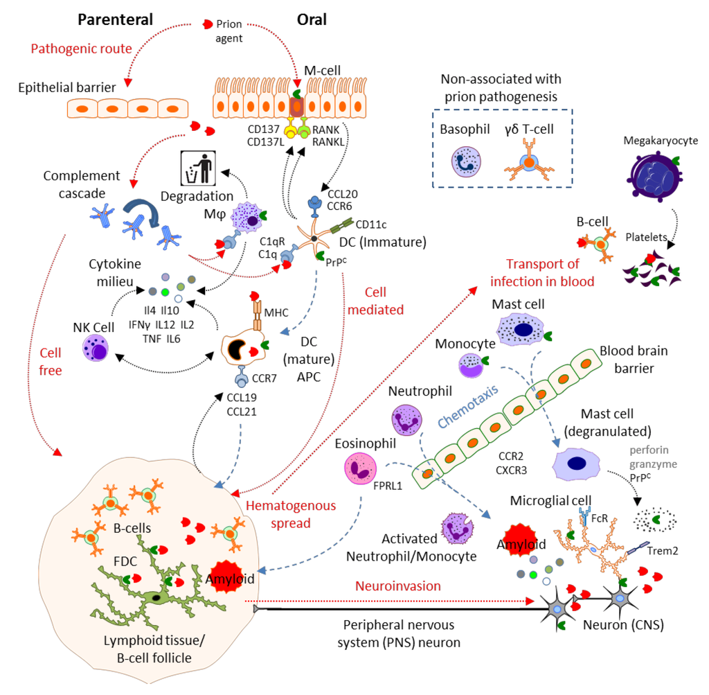 Viruses | Free Full-Text | Prion Disease and the Innate Immune System