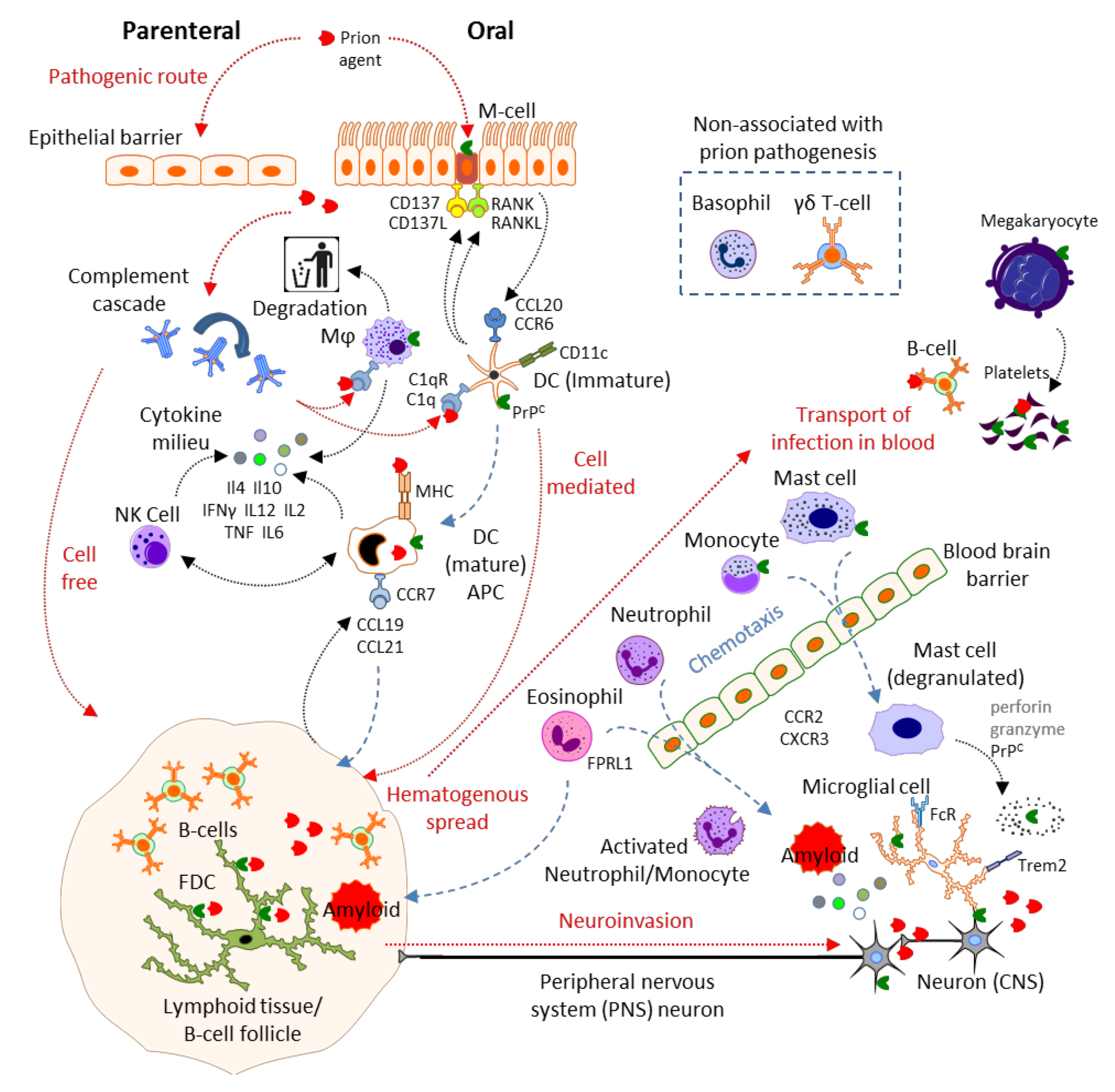 Viruses | Free Full-Text | Prion Disease and the Innate Immune System