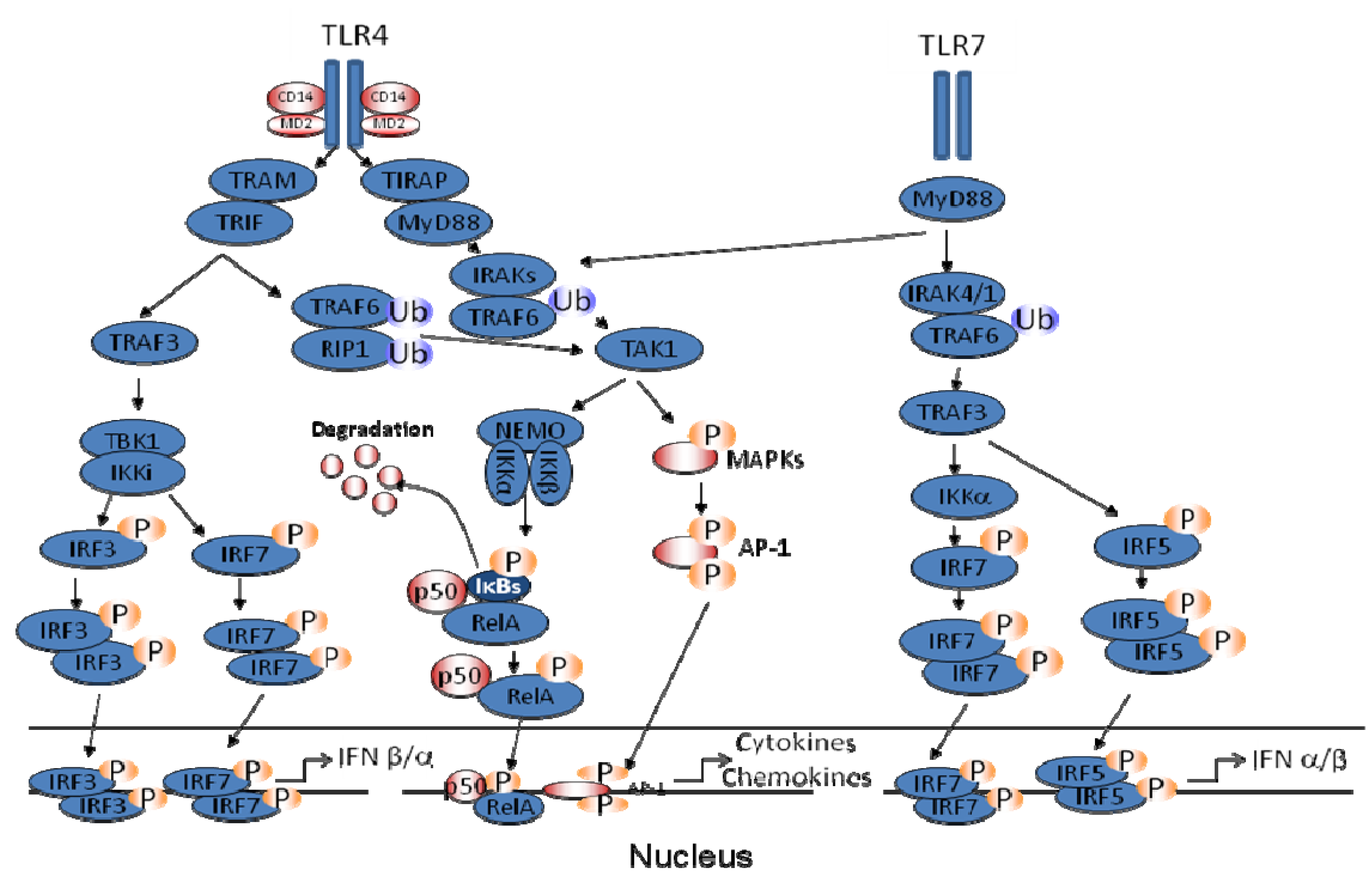 Viruses 04 03551 g002 1024