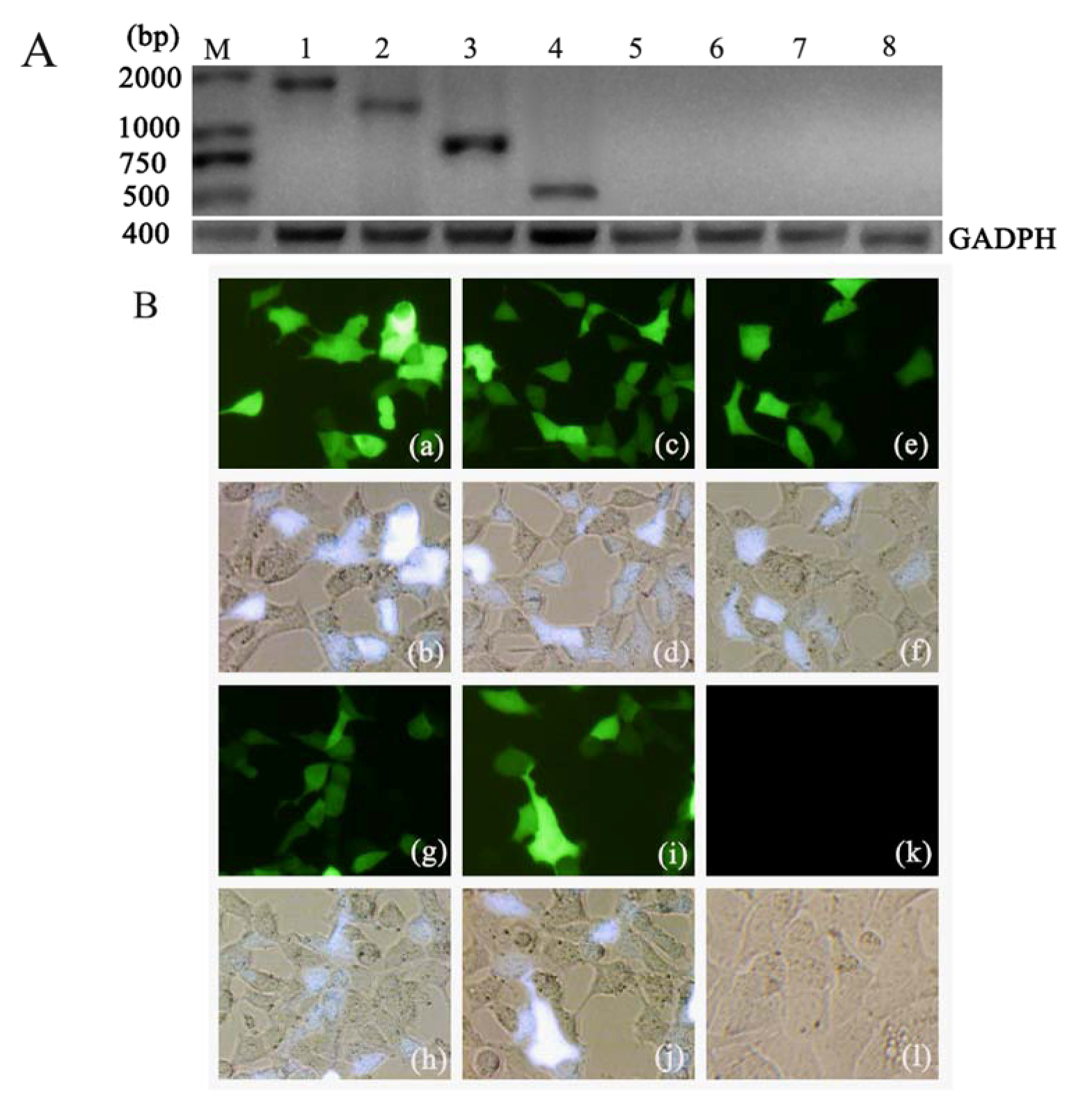 Viruses 04 03606 g001 1024