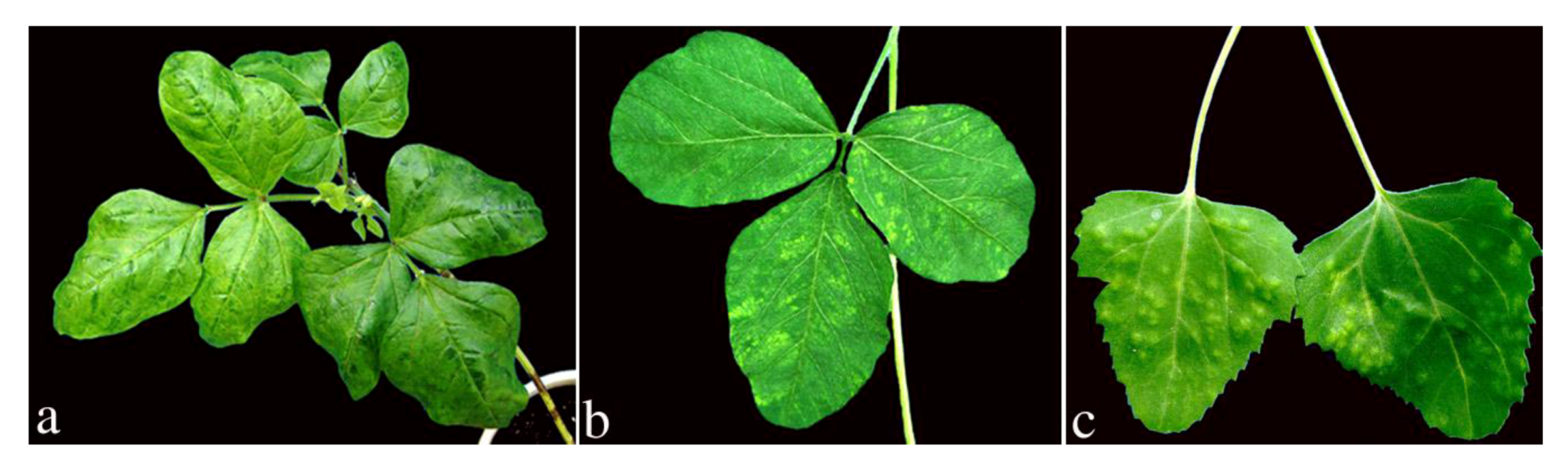 Viruses 04 03804 g002