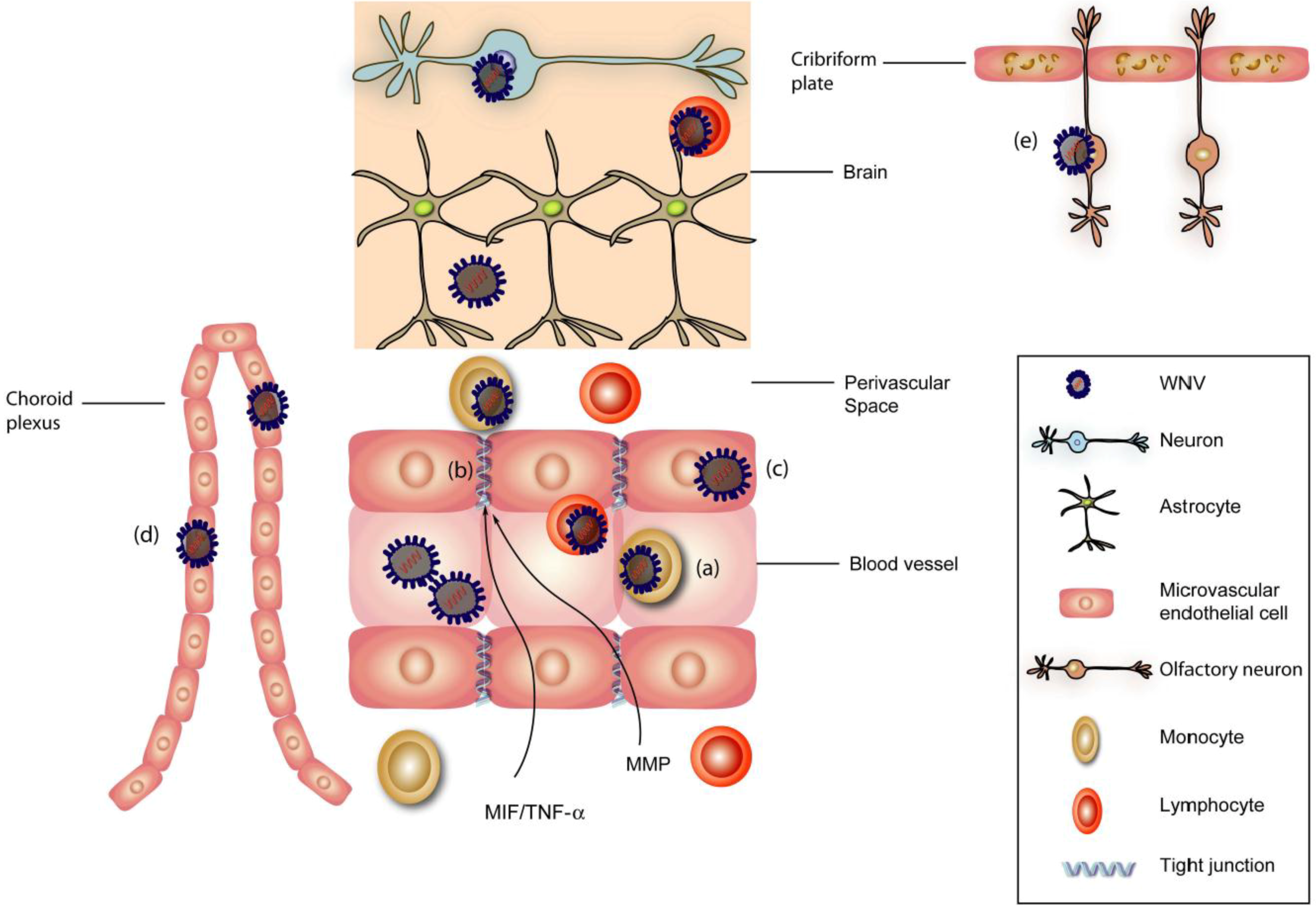 Viruses | Free Full-Text | Immune Responses to West Nile Virus