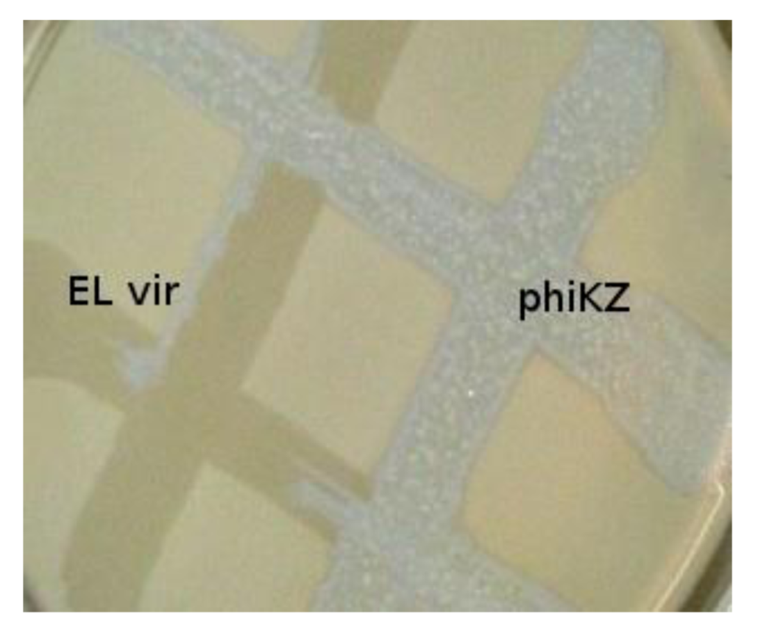 Viruses 05 00015 g002 1024